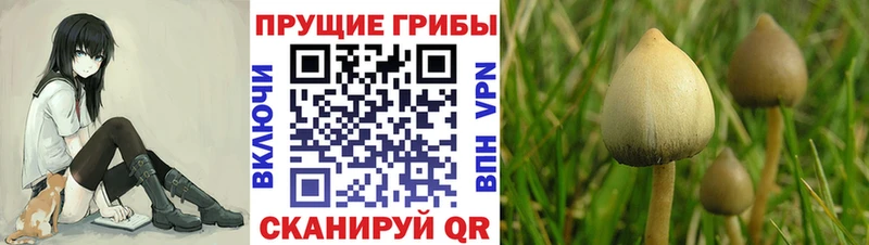 Галлюциногенные грибы Psilocybine cubensis  Брюховецкая 